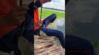 Amazing Hook Fishing In Village Bill fishing shorts [upl. by Eremahs]