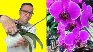 Where To Cut Orchid Stem After Flowers Fall Off [upl. by Spatola]