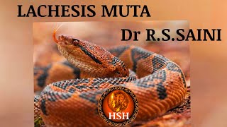 LACHESIS MUTA  Dr R S SAINI hshhomeopathy [upl. by Orose810]