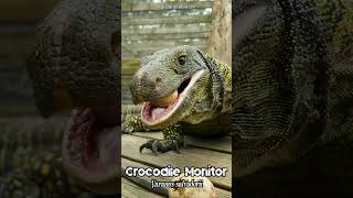 🦖 A modernday DINOSAUR 🦖  🦎 Crocodile Monitor Lizard Varanus salvadorii 🦎 [upl. by Hulburt]