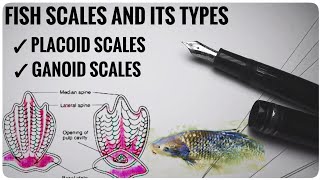 Scales and types of scales in fishes  fish scales [upl. by Corvin]