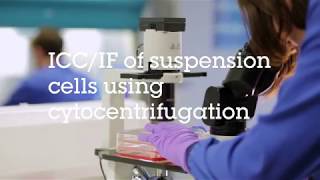 ICCIF of suspension cells using cytocentrifugation video protocol [upl. by Reo]