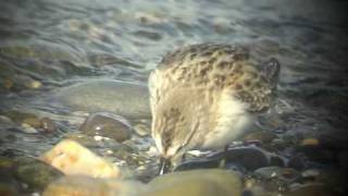 Semipalmated Sandpiper [upl. by Adnorahs]