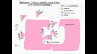 Liver Tests Use and Interpretation [upl. by Sanalda]