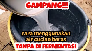 Cara Memanfaatkan Air Cucian Beras Tanpa Harus di Fermentasi [upl. by Anselmi953]