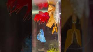 Betta fish breeding ♥️🥰 Part 2 shorts bettafish breeding [upl. by Akyssej260]