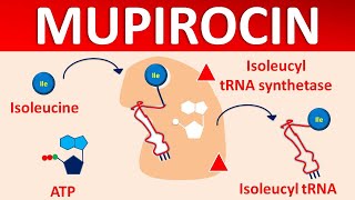 Mupirocin  Mechanism side effects precautions amp uses [upl. by Mosby]