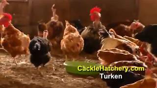 Turken quotNaked Neckquot Chicken Breed Breeder Flock  Cackle Hatchery [upl. by Buddy]