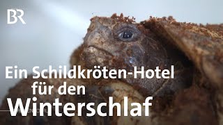 Ein SchildkrötenHotel für den Winterschlaf So werden sie wieder geweckt  Frankenschau  BR [upl. by Cullan72]