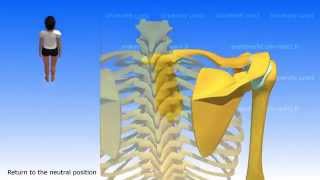 Movements of the Scapula [upl. by Llewxam]