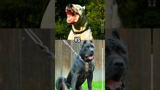 Doberman vs husky vs Bull Terrier vs Rottweiler vs Dogo Argentino vs Cane Corso shorts [upl. by Aloel]