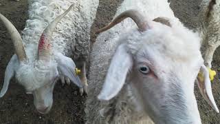 ANKARA TİFTİK KEÇİSİ ANGORA GOATS FROM ANKARA TURKEY [upl. by Mas]