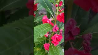 Dopatidopatiyoutubeshorts flowers garden short shortsfeed youtubefeed [upl. by Elboa]