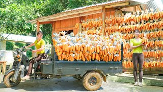 Harvest Corn and Use 3wheeled Vehicle Transport To The Farm As a Reserve Food Source For Livestock [upl. by Aneekahs]