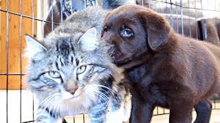 PUPPY MEETS CAT FOR THE FIRST TIME [upl. by Ellenahs]