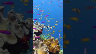 Coron Palawan A Tropical Paradise in the Philippines shorts youtubeshorts travel nature [upl. by Menedez728]