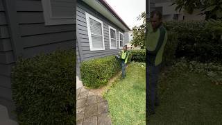 hedgetrimming gardening rain davidsmowingsydney explore reels asmr fyp diy trim nature [upl. by Leavelle]