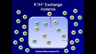 Normal AcidBase Regulation ABG Interpretation  Lesson 2 [upl. by Lilak]