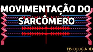 Movimentação do Sarcômero [upl. by Yaral]