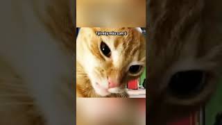 Mèo cam tai tiếng dữ lắm 😱 cheems viral funny doge memes xuhuong haihuoc xuhuongtiktok [upl. by Watkins429]