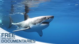 Wild Pacific  The Beauty of Life  Full Documentary [upl. by Alexio]