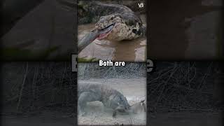 Monitor Lizard VS Komodo Dragon shorts [upl. by Fergus256]