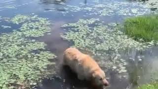 Labrador Golden Retriever Funny Weird Noise Choking Choke Meme Swamp Lake [upl. by Mascia]