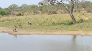 Mazithi dam drinkplaats in het Krugerpark [upl. by Mailliw334]