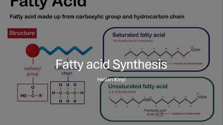 Fatty acid Synthesis [upl. by Schick]