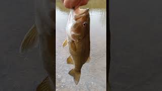 Kentucky creek fishing Wednesday [upl. by Triley]