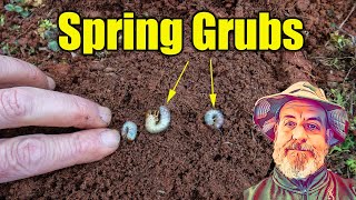 Treating Spring Lawn Grubs [upl. by Gun]