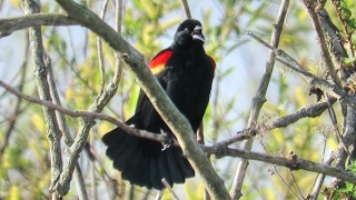 Red Winged Blackbird Song And Calls [upl. by Nezam]