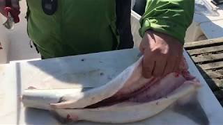 How to Fillet Spiny Dogfish with Feel Good Fishing Charters amp Adventues [upl. by Drescher]