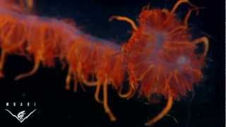 Eerie critters from the deep sea PREDATORS AND SCAVENGERS [upl. by Josias]