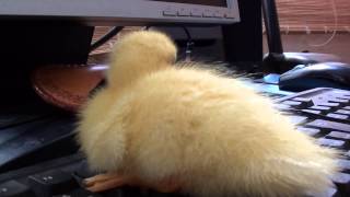 Baby Duckling on PC Keyboard  26 Season 2013 [upl. by Arlan469]