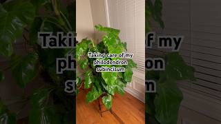 Treating my philodendron subincisum for pest houseplants plantcare plantmaintenance [upl. by Elleirad]