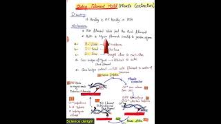 Sliding Filament Model of Muscle Contraction key points class12 [upl. by Annaej]