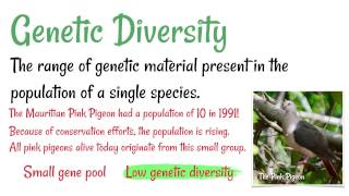 Types of Biodiversity [upl. by Enomed653]