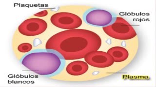 Que es el plasma sanguineo [upl. by Llerrot]