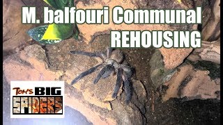 SUCCESS M balfouri Communal Rehousing 9 Spiders [upl. by Pendergast]