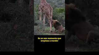 Un León Intenta Cazar a una Jirafa shorts animalessalvajes animales [upl. by Laband]