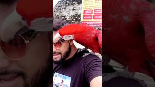 Macaw parrot trying to fly  shorts ytshorts keshavshortsvlogs [upl. by Sikleb256]