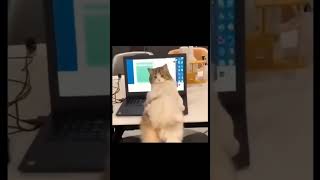 Cat in the home office [upl. by Panthea]