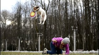 Amazing Dog Tricks → Jack Russell Terrier GRETA [upl. by Hobart]