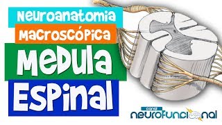 MEDULA ESPINAL  Neuroanatomia Macroscópica  Rogério Souza 1 [upl. by Ydda387]