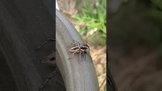 I found a Spider A Plexippus Payculli spider shorts animals animalshorts cute [upl. by Yecart]