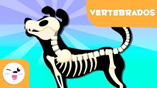 Animales vertebrados para niños  Introducción [upl. by Lyndsey]