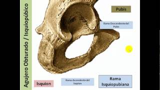 Osteologia Miembro Inferior I [upl. by Nezah249]