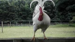 my rooster being awesome [upl. by Aser]