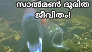 സാൽമണിന്റെ ദുരിത ജീവിതം  The Life cycle of Salmon [upl. by Judon]